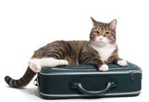 Organiza las VACACIONES de tus sueños CON TU MASCOTA vacaciones con tu mascota