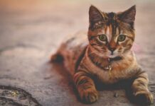 Resfriado en los Gatos: Síntomas Habituales Resfriado en los Gatos: Síntomas Habituales