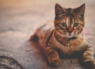 Resfriado en los Gatos: Síntomas Habituales Resfriado en los Gatos: Síntomas Habituales