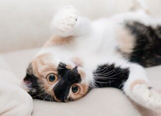 Beneficios Psicológicos de Tener un Gato Beneficios Psicológicos de Tener un Gato