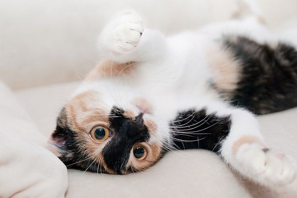 Beneficios Psicológicos de Tener un Gato
