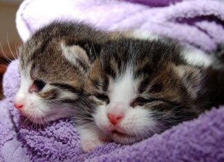 Todo lo que Debes Saber sobre Gatos Todo lo que Debes Saber sobre Gatos