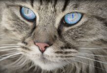 Consejos para Hacer Fotos de Gatos Consejos para Hacer Fotos de Gatos