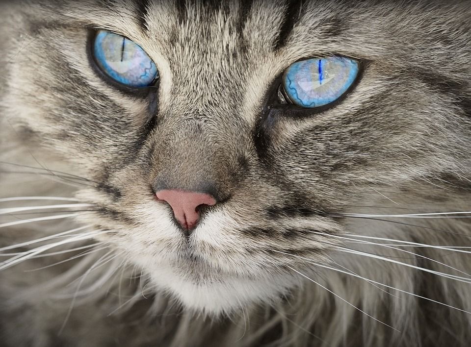 Consejos para Hacer Fotos de Gatos