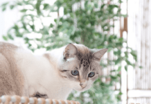 Macarena Gea Busca a su Gato Miso Macarena Gea Busca a su Gato Miso