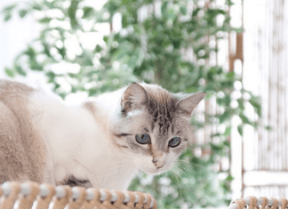 Macarena Gea Busca a su Gato Miso Macarena Gea Busca a su Gato Miso