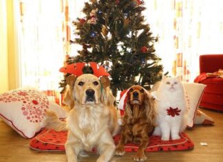 Cómo Mejorar la Convivencia entre Perros y Gatos Cómo Mejorar la Convivencia entre Perros y Gatos