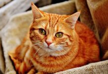 Tu Vida Cambia al Tener un Gato: ¿Por Qué? Tu Vida Cambia al Tener un Gato: ¿Por Qué?