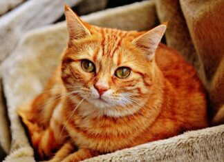 Tu Vida Cambia al Tener un Gato: ¿Por Qué? Tu Vida Cambia al Tener un Gato: ¿Por Qué?