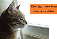 6 CONSEJOS para hacer FELIZ a tu GATO Consejos para Hacer Feliz a tu Gato