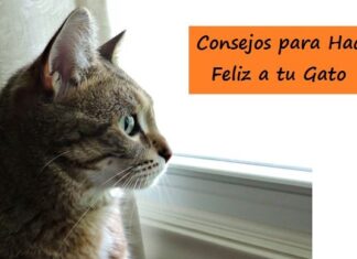 6 CONSEJOS para hacer FELIZ a tu GATO Consejos para Hacer Feliz a tu Gato
