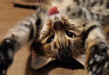 Los distintos COLORES en los GATOS según sus GENES Gatos de color atigrado