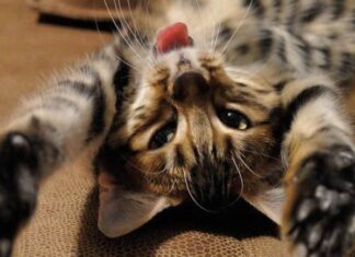 Los distintos COLORES en los GATOS según sus GENES Gatos de color atigrado