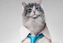 7 Vidas, la Película Más Divertida 7 Vidas, la Película Más Divertida