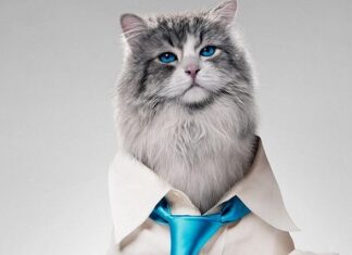 7 Vidas, la Película Más Divertida 7 Vidas, la Película Más Divertida