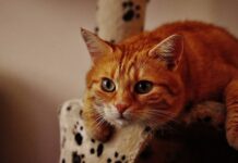 Cómo Afrontar la Muerte de la Mascota Cómo Afrontar la Muerte de la Mascota