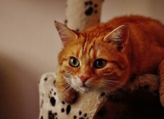 Cómo Afrontar la Muerte de la Mascota Cómo Afrontar la Muerte de la Mascota