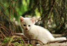 Celebra el Día Mundial de los Animales Celebra el Día Mundial de los Animales