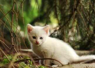 Celebra el Día Mundial de los Animales Celebra el Día Mundial de los Animales