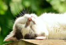 10 Emociones que Te Hará Sentir tu Gato 10 Emociones que Te Hará Sentir tu Gato