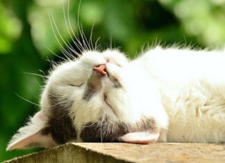 10 Emociones que Te Hará Sentir tu Gato 10 Emociones que Te Hará Sentir tu Gato