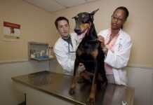 Cómo Promocionar una Clínica Veterinaria Cómo Promocionar una Clínica Veterinaria