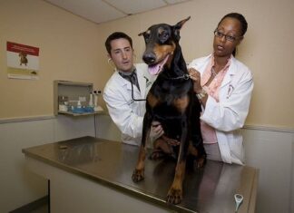 Cómo Promocionar una Clínica Veterinaria Cómo Promocionar una Clínica Veterinaria