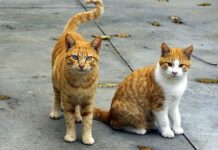 Cómo Reconocer la Gripe Felina Cómo Reconocer la Gripe Felina