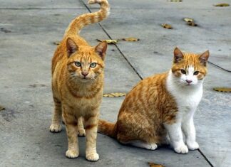 Cómo Reconocer la Gripe Felina Cómo Reconocer la Gripe Felina