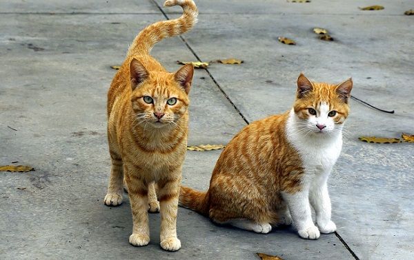 Cómo Reconocer la Gripe Felina