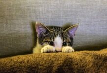 Consejos para Hacer las Mejores Fotos a tus Gatos Consejos para Hacer las Mejores Fotos a tus Gatos