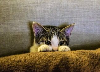 Consejos para Hacer las Mejores Fotos a tus Gatos Consejos para Hacer las Mejores Fotos a tus Gatos