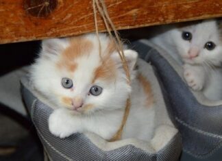 Recomendaciones Antes de Tener un Gato Recomendaciones Antes de Tener un Gato