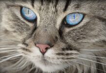 Consejos de Seguridad para Gatos Domésticos