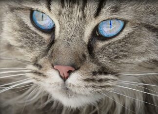 Consejos de Seguridad para Gatos Domésticos