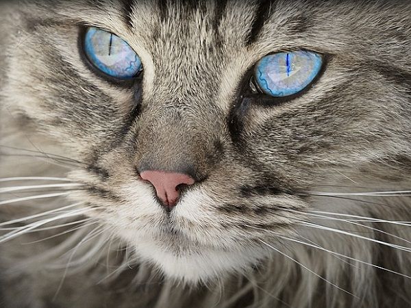 Consejos de Seguridad para Gatos Domésticos