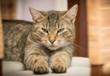 Principales Causas de Estrés en los Gatos Principales Causas de Estrés en los Gatos