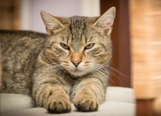 Principales Causas de Estrés en los Gatos Principales Causas de Estrés en los Gatos