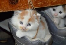 Ventajas de Tener Dos Gatos en Casa Ventajas de tener dos gatos