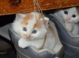 Ventajas de Tener Dos Gatos en Casa Ventajas de tener dos gatos