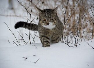 Cómo Ayudar a tu Gato a Combatir el Frío Cómo Ayudar a tu Gato a Combatir el Frío
