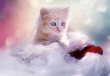 Beneficios de la Música para Gatos Beneficios de la música para gatos