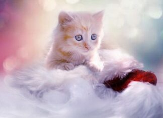 Beneficios de la Música para Gatos Beneficios de la música para gatos