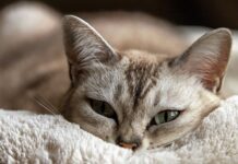 Beneficios Psicológicos de Cuidar de Un Gato Beneficios Psicológicos de Cuidar de Un Gato