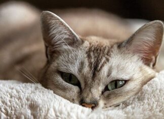 Beneficios Psicológicos de Cuidar de Un Gato Beneficios Psicológicos de Cuidar de Un Gato