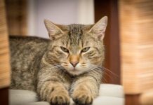 La Importancia de la Vacunación para Gatos La Importancia de la Vacunación para Gatos