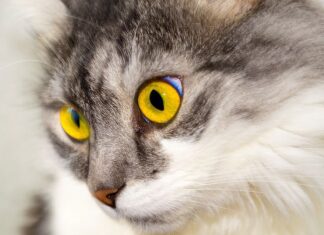 Consejos para Bañar a tu Gato Consejos para Bañar a tu Gato