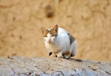 ¿Cuáles son las Características del Gato Anciano? ¿Cuáles son las Características del Gato Anciano?
