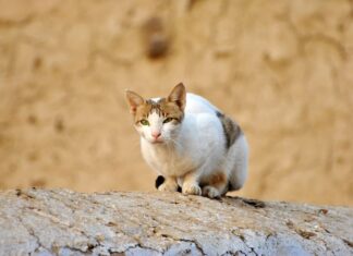 ¿Cuáles son las Características del Gato Anciano? ¿Cuáles son las Características del Gato Anciano?