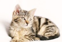 Cómo Encontrar a tu Gato si se ha Perdido Cómo Encontrar a tu Gato si se ha Perdido